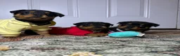Rottweiler dogs for sale: Rottweiler 10 - Ad 10
