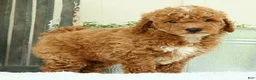 Mini Goldendoodle dogs for sale: Victor - Ad 9