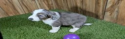 Mini Aussiedoodle dogs for sale: Sunset Girl 2 - Ad 4