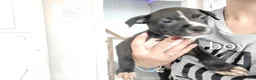 Mixed Breed dogs for sale: Mixed Breed 4 - Ad 1