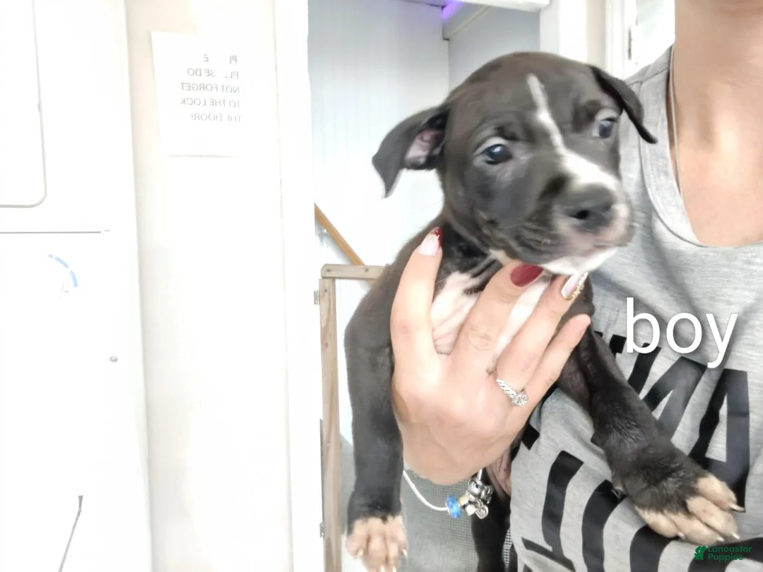 Mixed Breed dogs for sale: Mixed Breed 4 - Ad 1