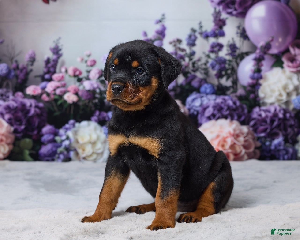 Rottweiler dogs Nova - Ad 2