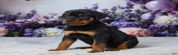 Rottweiler dogs for sale: Nova - Ad 2