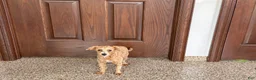 Maltipoo dogs for sale: Cutie  - Ad 8