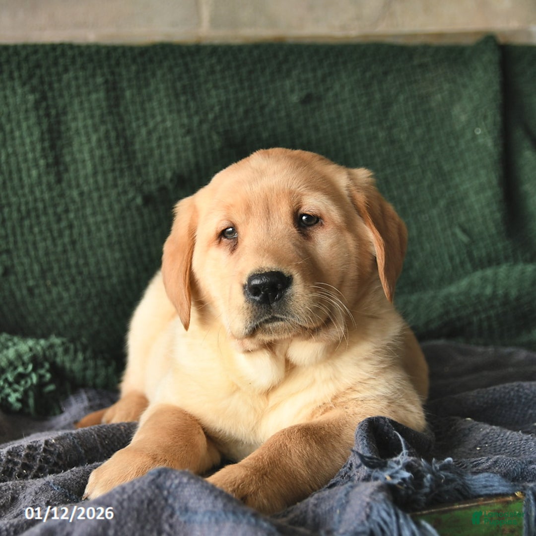 Goldador dogs for sale: Sven  - Ad 3