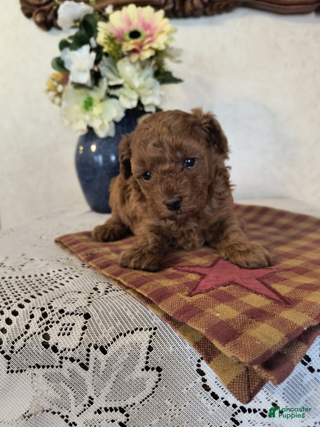 Toy Poodle dogs for sale: Kate - Ad 2