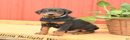 Doberman Pinscher dogs for sale: Wrangler - Ad 3