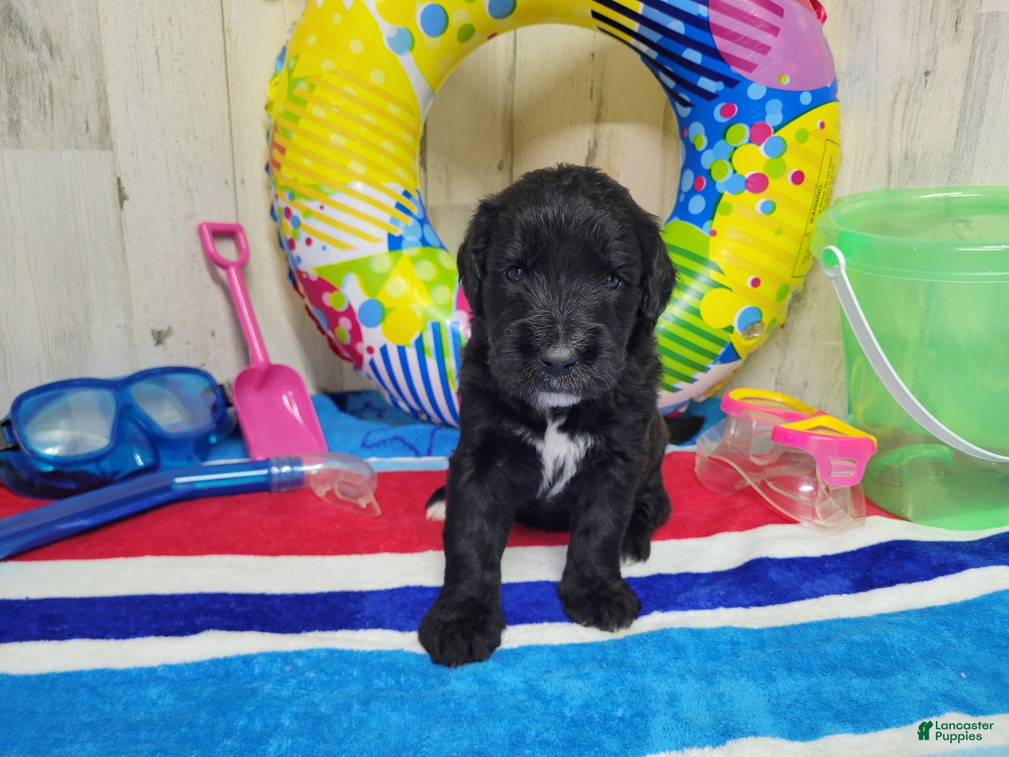 Goldendoodle dogs F1 Zucchini - Ad 35
