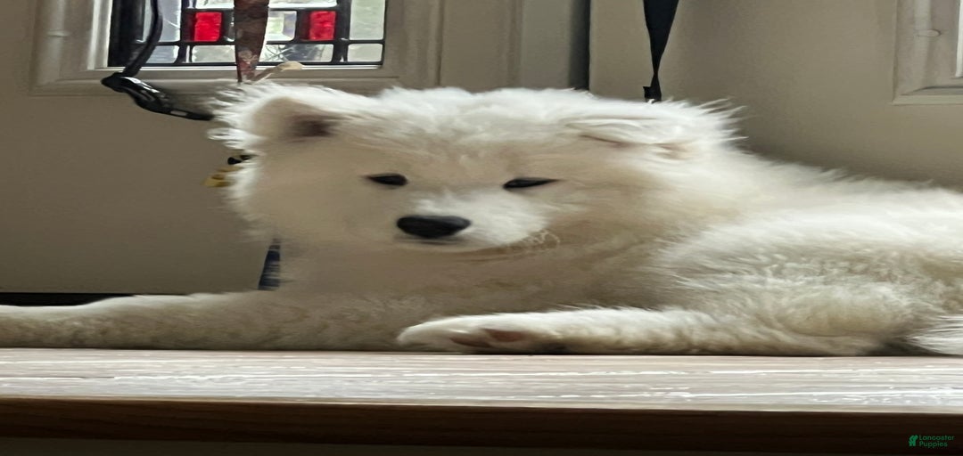 Gallery Image {{count}}