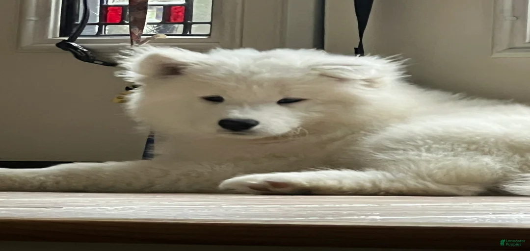 Gallery Image {{count}}