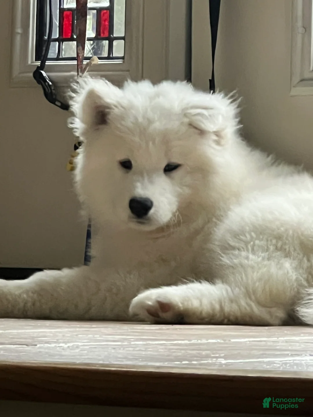 Gallery Image {{count}}