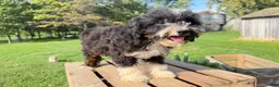 Mini Bernedoodle dogs for sale: Fusilli - Ad 2