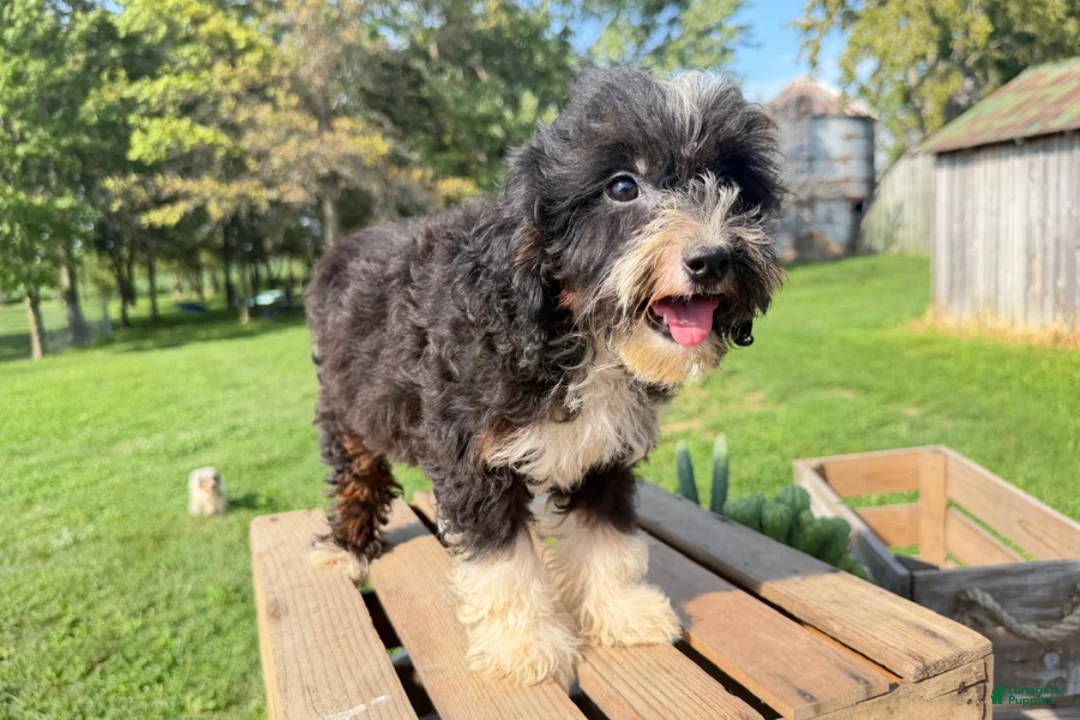 Mini Bernedoodle dogs for sale: Fusilli - Ad 2