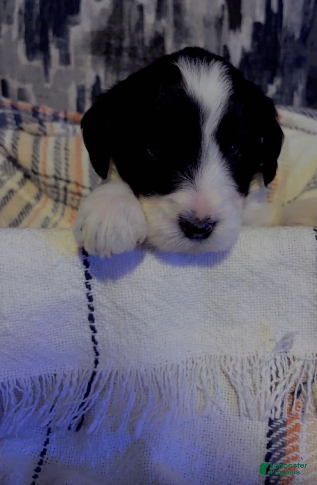 Double Doodle dogs for sale: Pinky - Ad 1