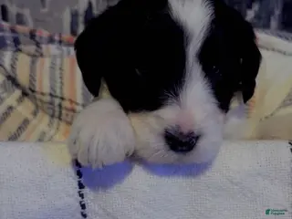 Double Doodle dogs Pinky - Ad 6