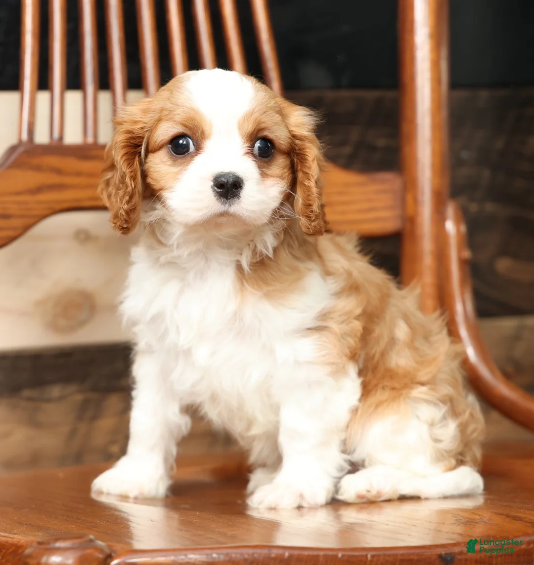 Cavalier King Charles Spaniel dogs for sale: Benji - Ad 6