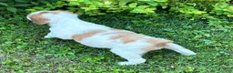 Brittany Spaniel dogs for sale: Hawkeye Holly Girl 3 - Ad 4