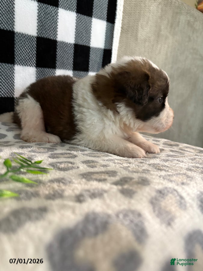 Saint Bernard dogs Honda - Ad 2