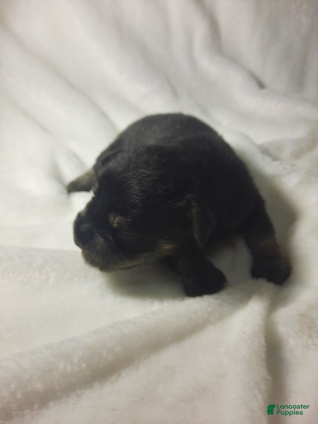 Miniature Schnauzer dogs for sale: AKC Oreo - Ad 3