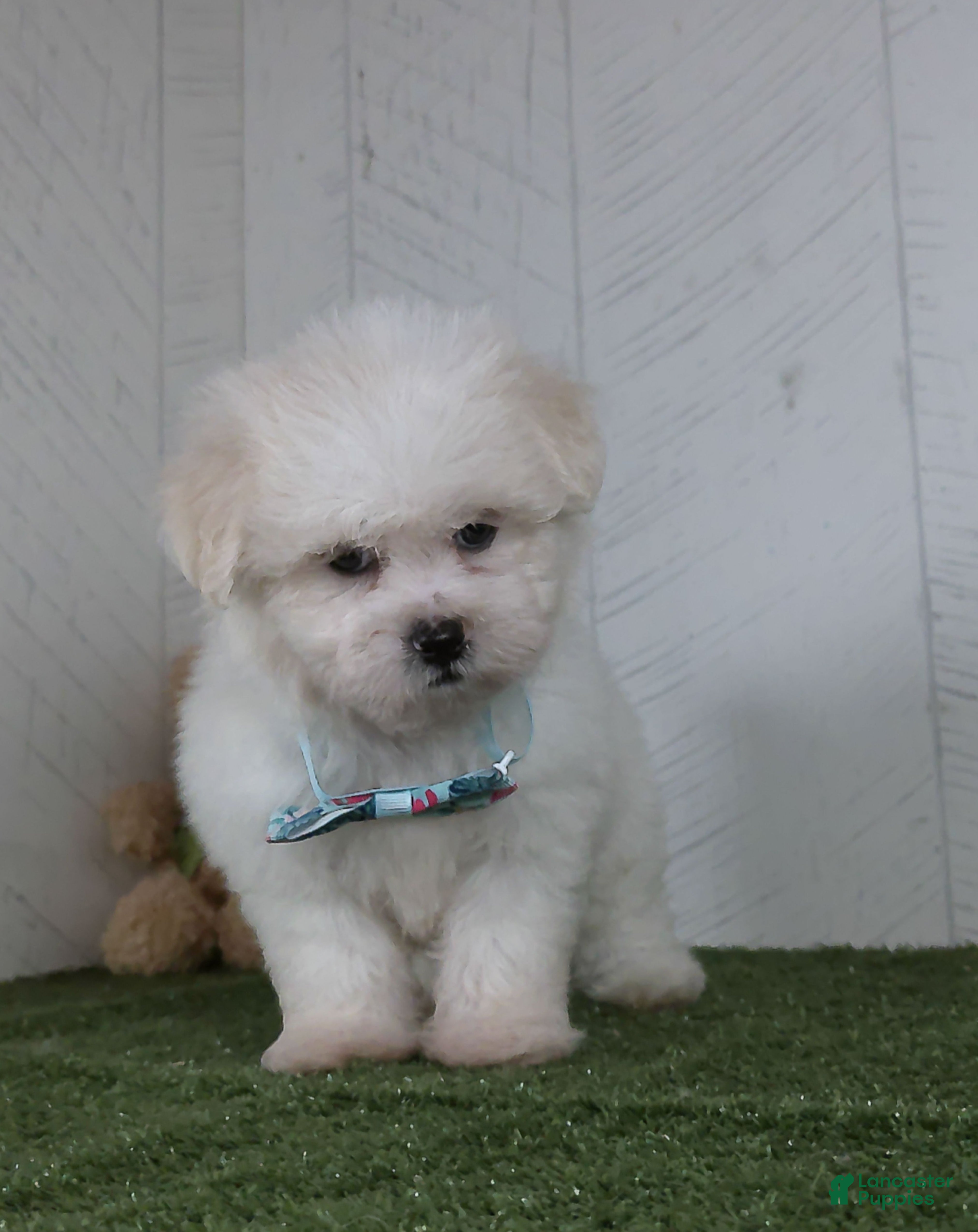 Teddy Bear dogs Benson - Ad 2