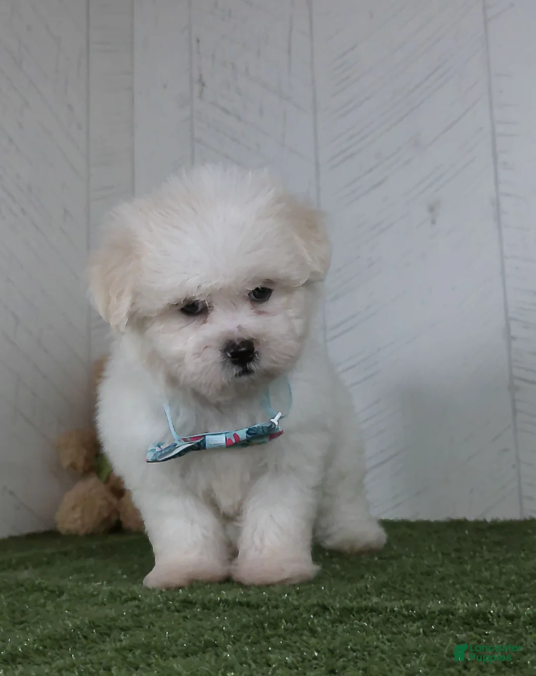 Teddy Bear dogs for sale: Benson - Ad 2