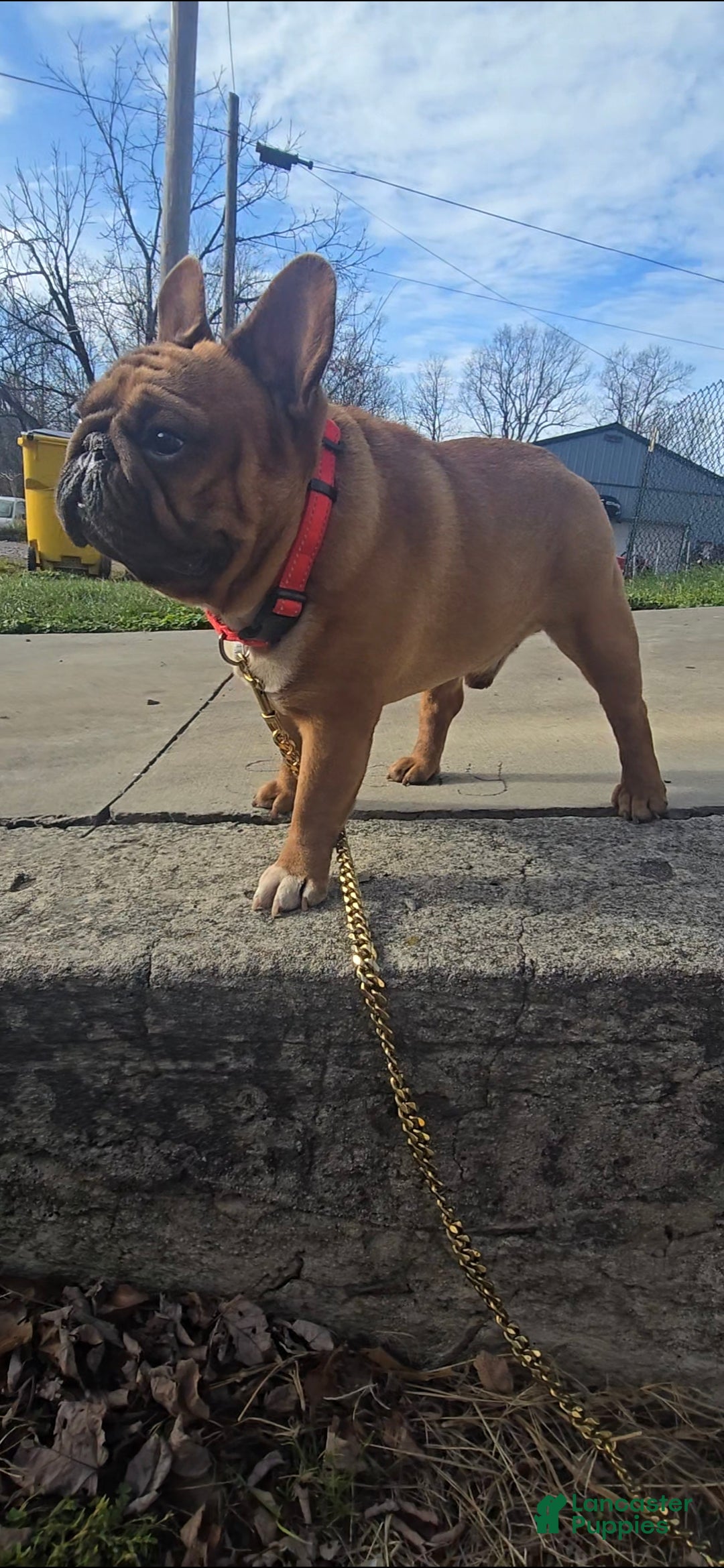 French Bulldog dogs for stud: French Bulldog 1 puppies - Ad 2