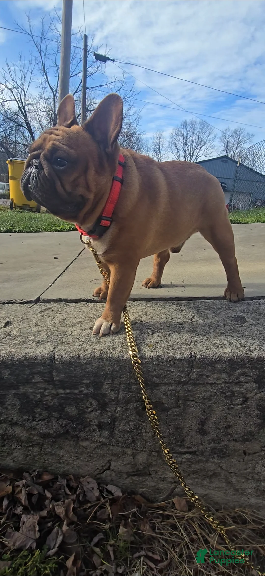 French Bulldog dogs for stud: French Bulldog 1 puppies - Ad 2