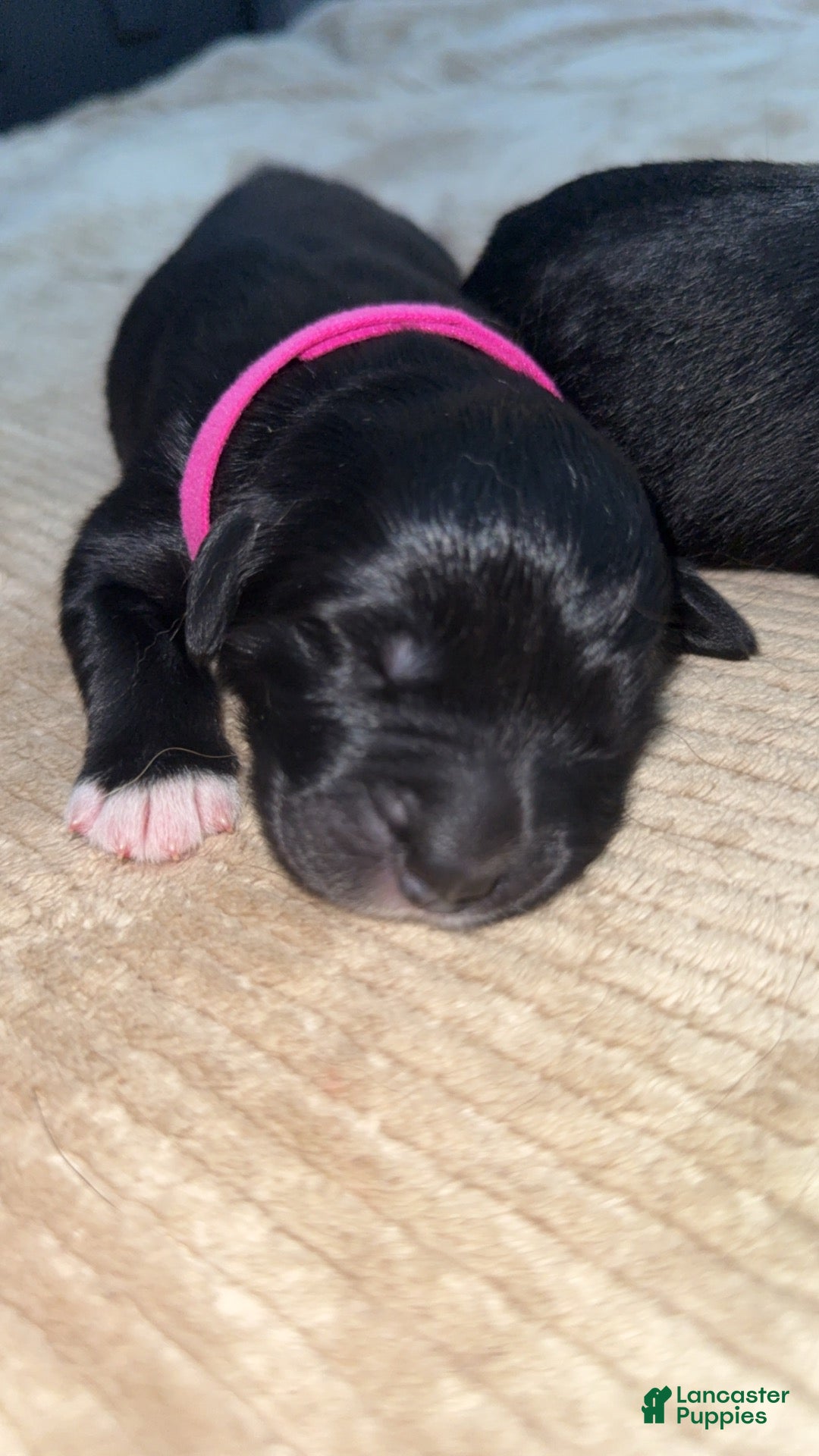 Mixed Breed dogs Mixed Breed 2 - Ad 9