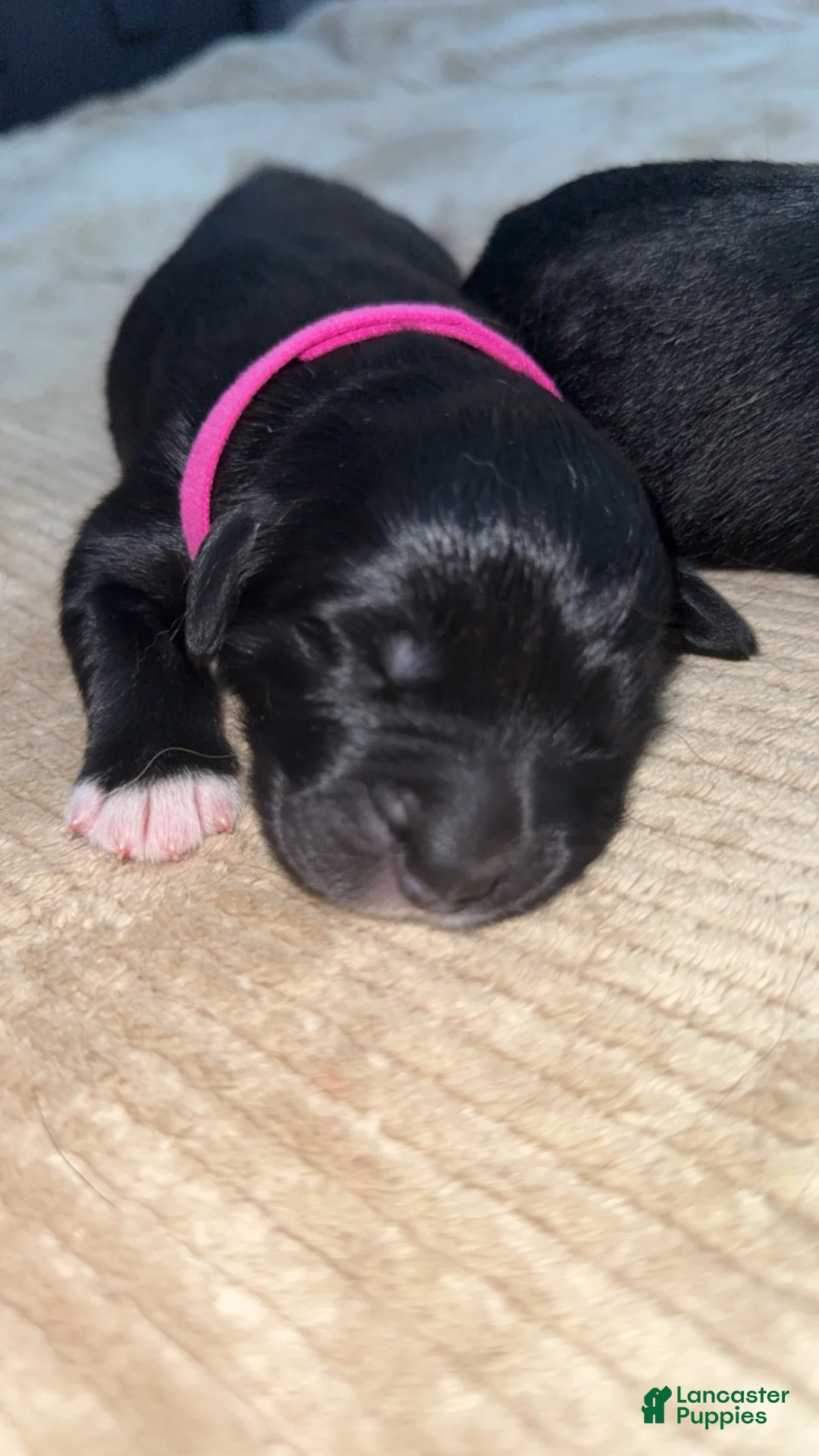 Mixed Breed dogs for sale: Mixed Breed 2 - Ad 1
