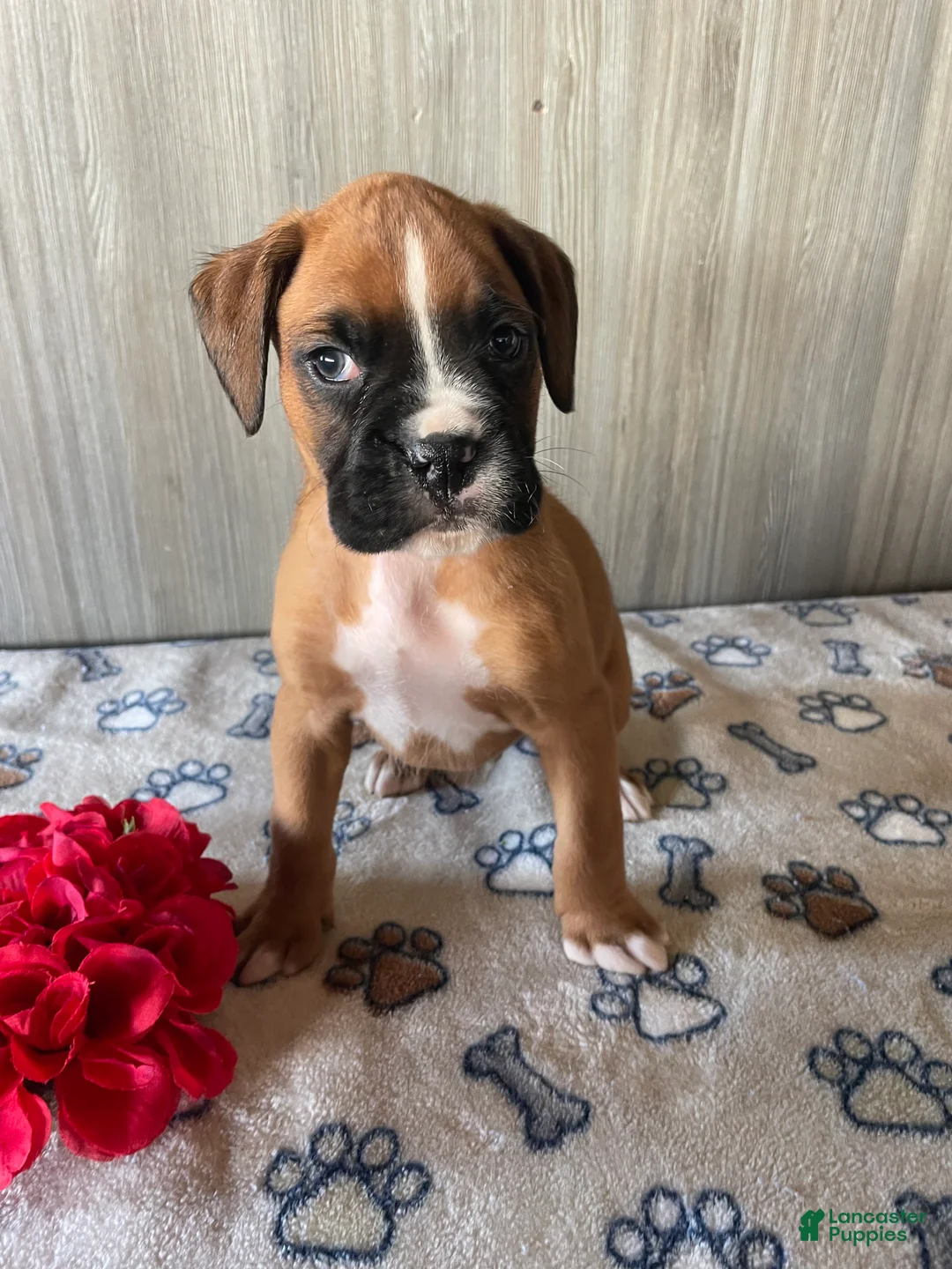 Boxer dogs for sale: Bosco - Ad 4