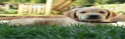 Golden Retriever dogs for sale: Hilda - Ad 4
