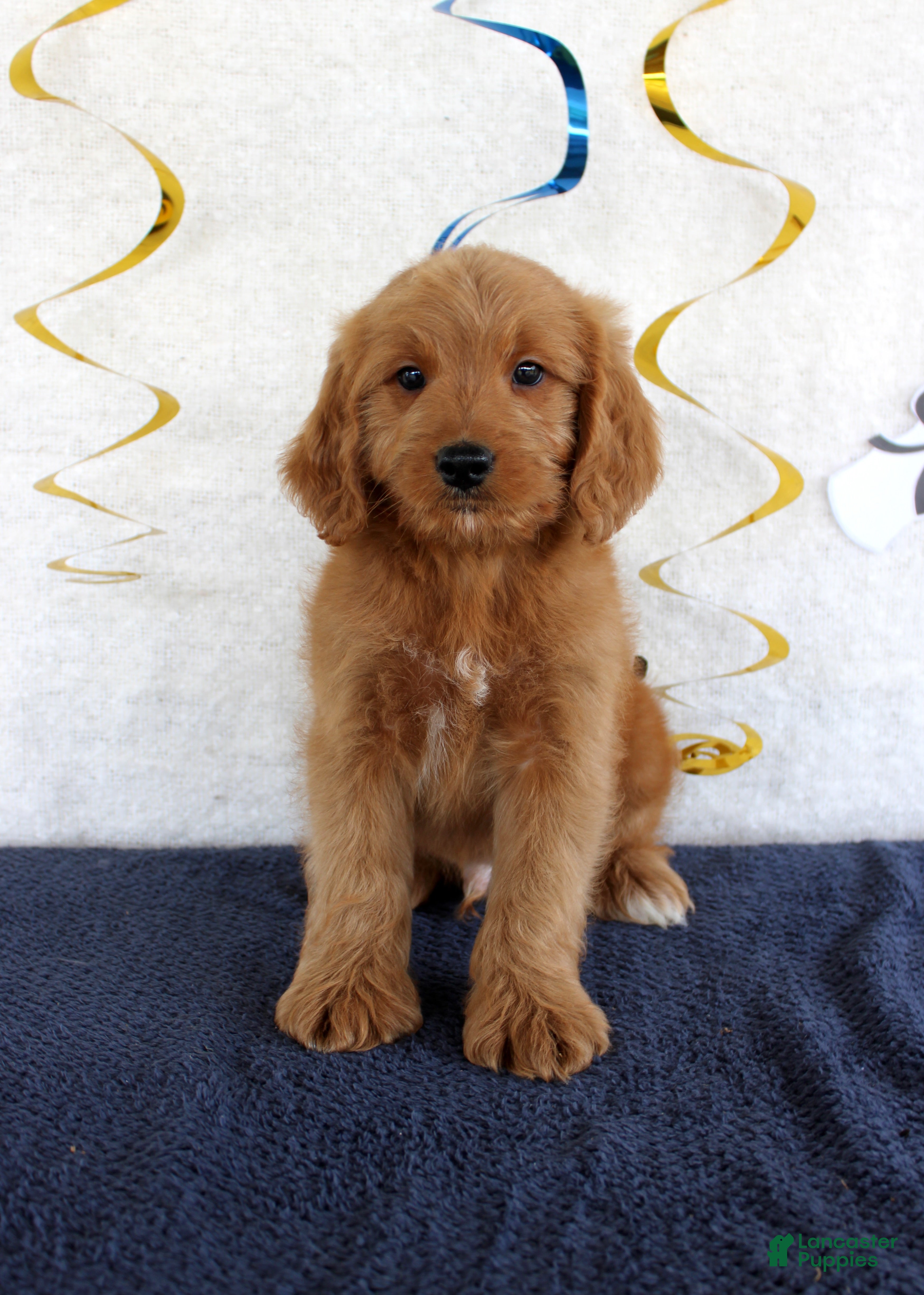 Mini Goldendoodle dogs Jingo - Ad 15