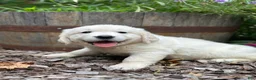 Golden Retriever dogs for sale: Golden Retriever 2 - Ad 3