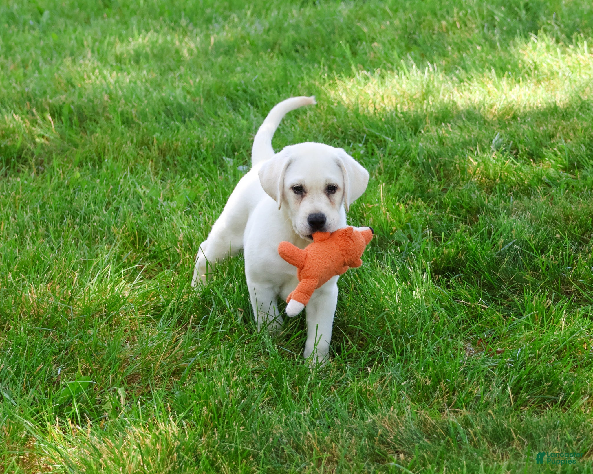 Labrador Retriever dogs Percival  - Ad 39