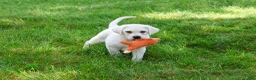 Labrador Retriever dogs for sale: Percival  - Ad 1