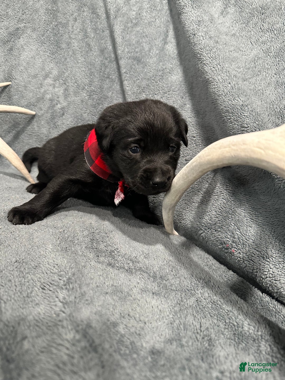 Labrador Retriever dogs for sale: Hunter - Ad 1