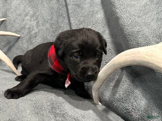 Labrador Retriever dogs Hunter - Ad 34