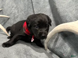 Labrador Retriever dogs Hunter - Ad 19