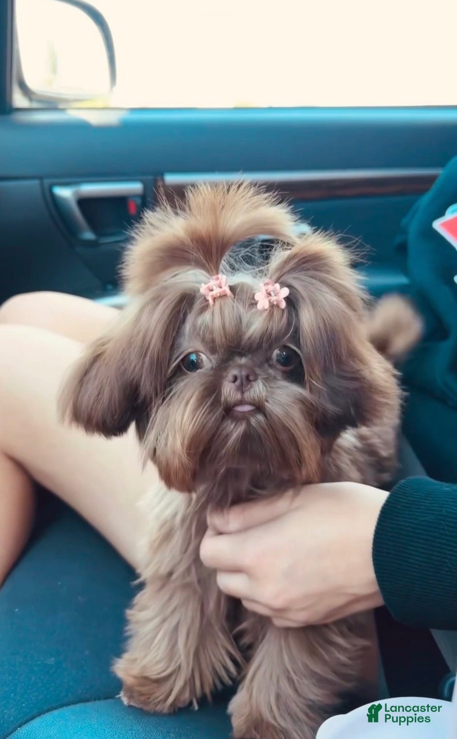 Shih Tzu dogs Loki  - Ad 2