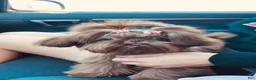 Shih Tzu dogs for sale: Yoshi - Ad 3