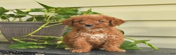 Miniature Poodle dogs for sale: Magnolia  - Ad 4