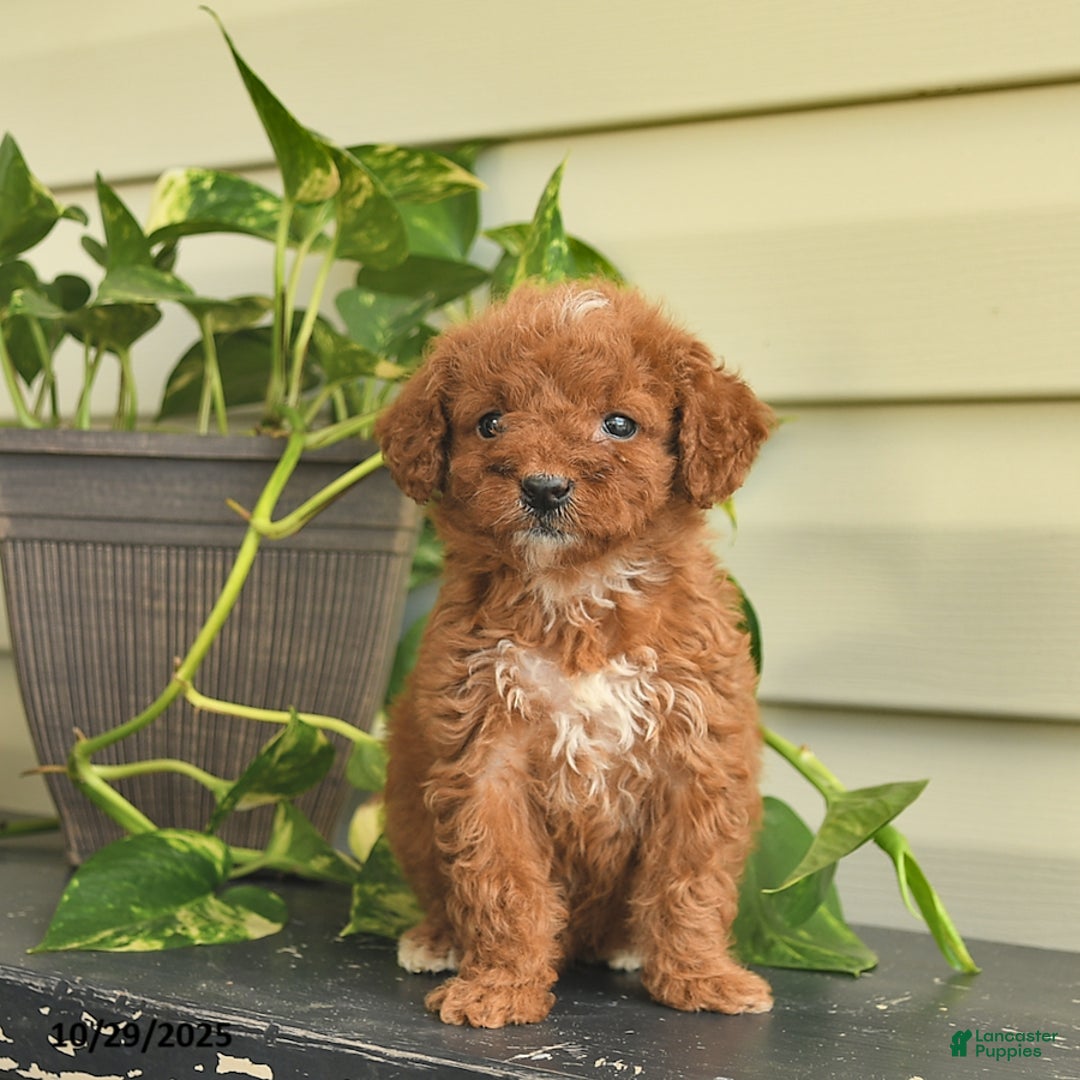 Miniature Poodle dogs for sale: Magnolia  - Ad 4