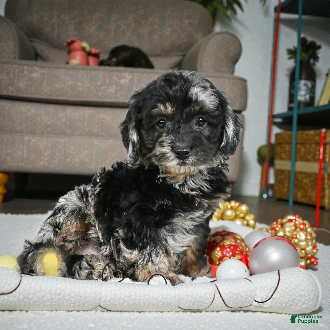 Cockapoo dogs for sale: max - Ad 7