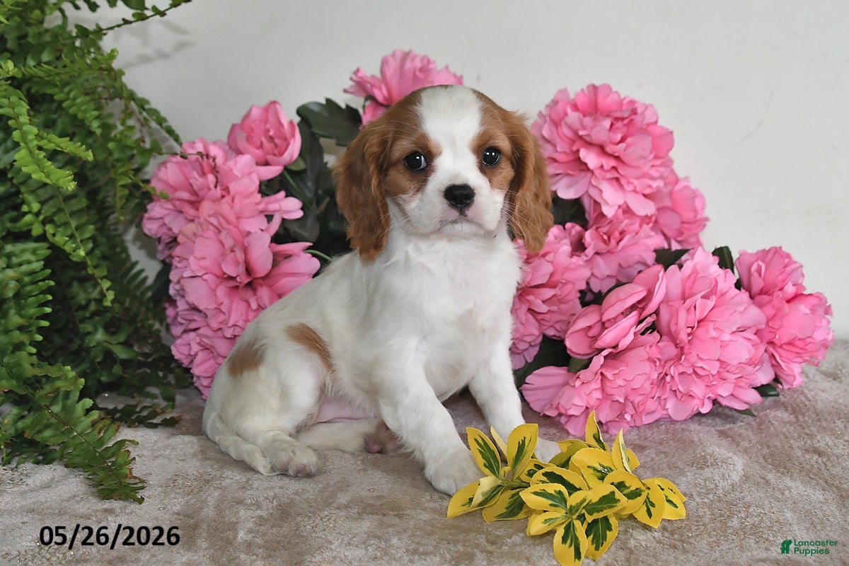 Cavalier King Charles Spaniel dogs Dolly - Ad 1
