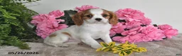 Cavalier King Charles Spaniel dogs for sale: Dolly - Ad 1