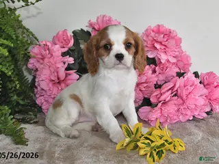 Cavalier King Charles Spaniel dogs for sale: Dolly - Ad 3