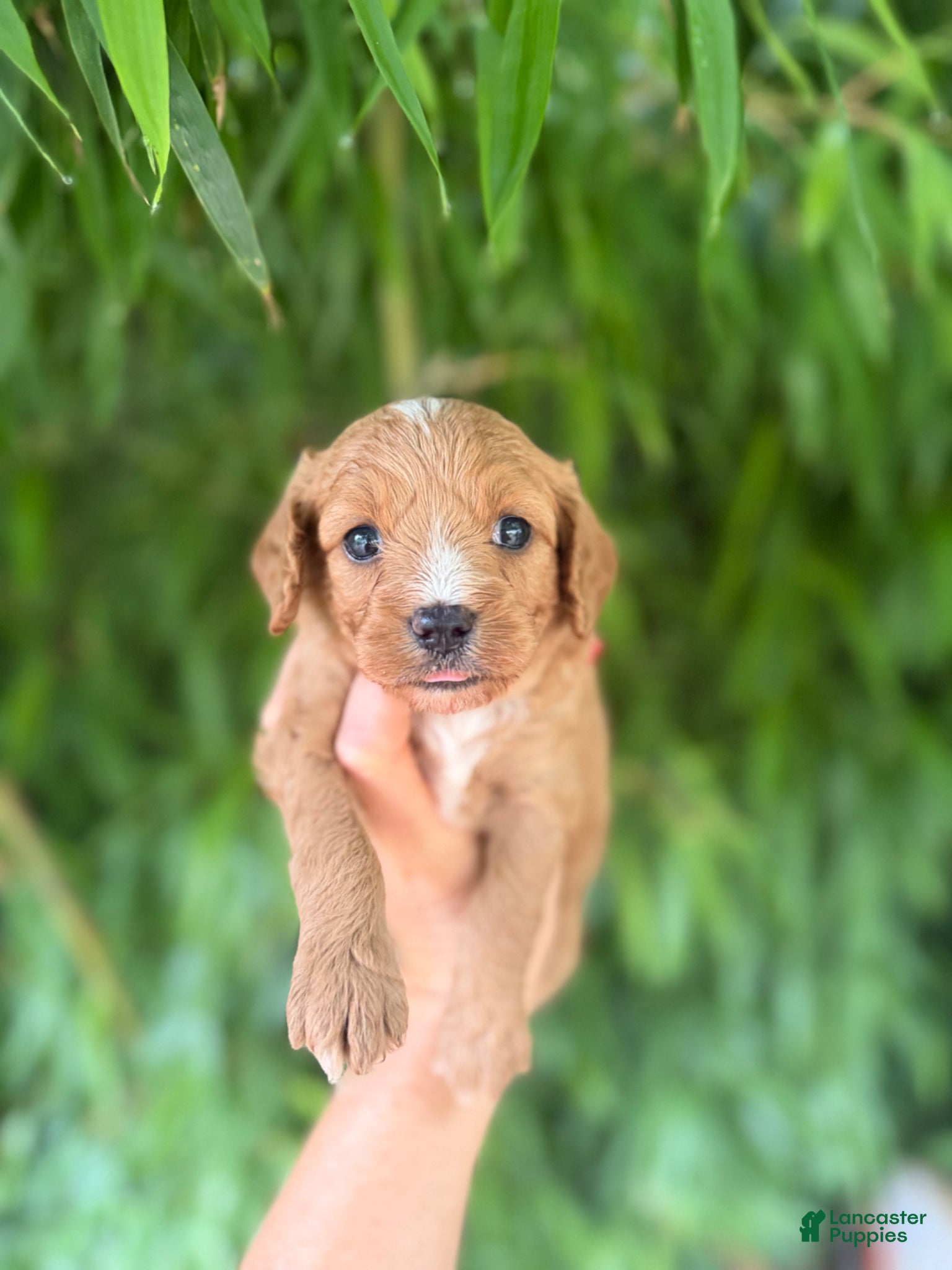 Cavapoo Puppy 3