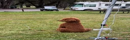 Standard Poodle dogs for sale: Daisy - Ad 10