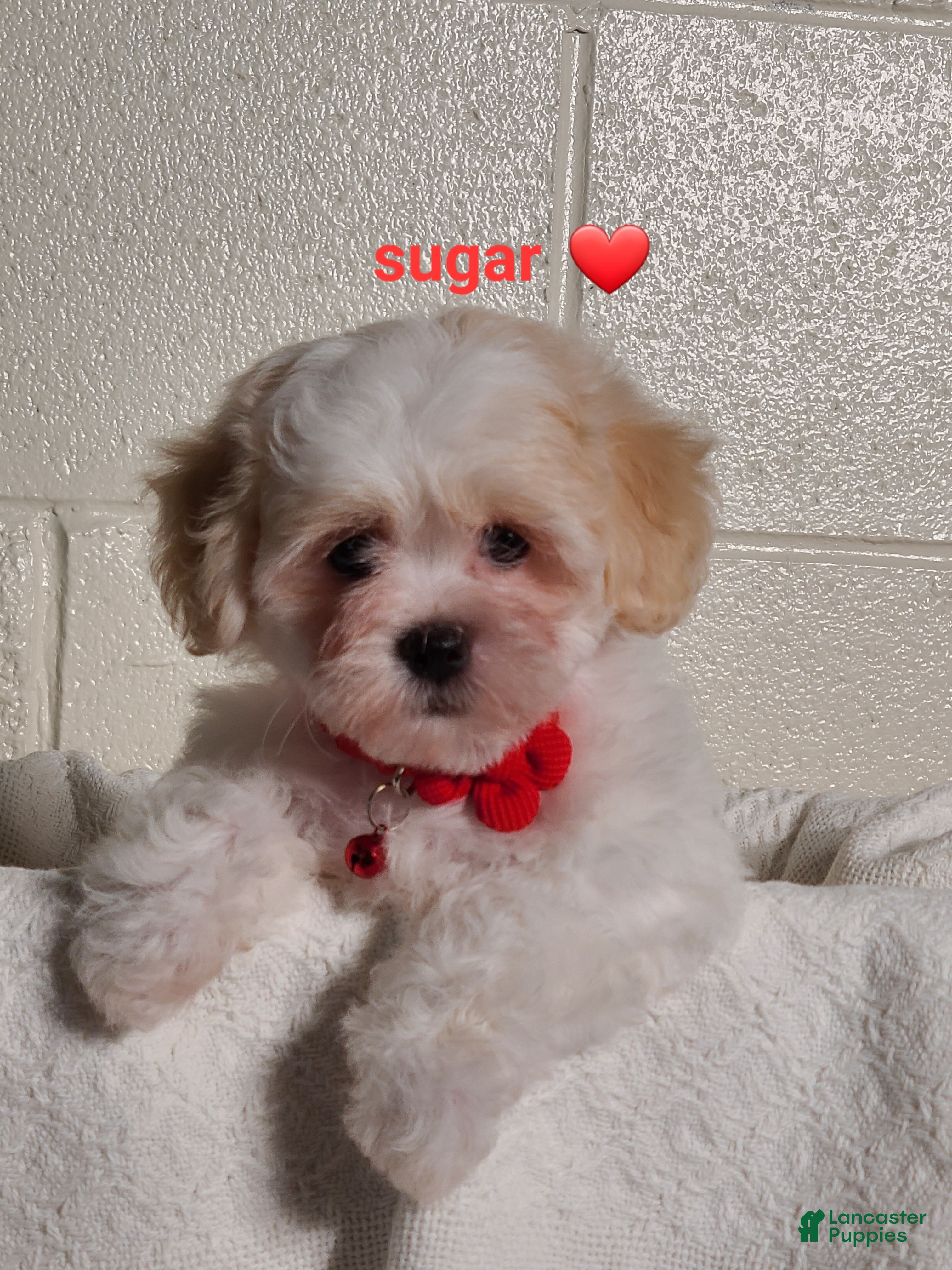 Teddy Bear dogs for sale: Sugar  - Ad 1