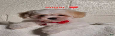 Sugar 